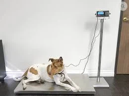 Veterinary Use Platform Scale With Indicator